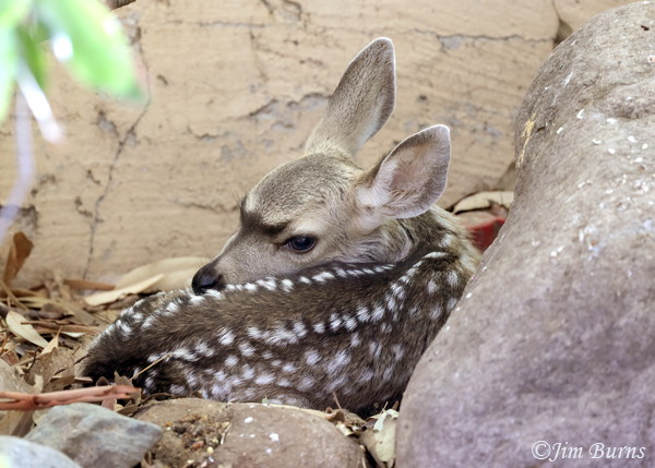 Mule Deer newly born fawn #2--8930