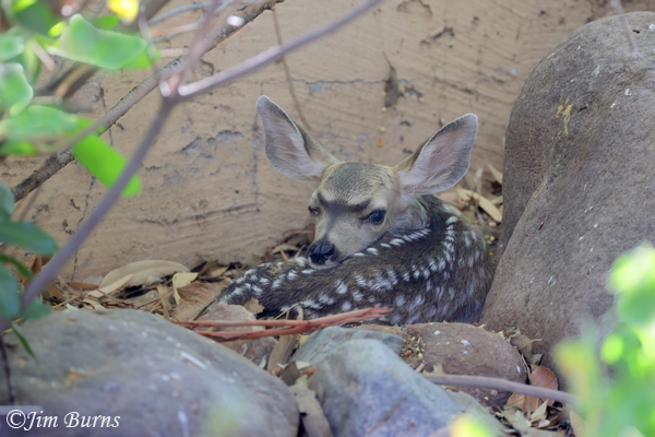 Mule Deer newly born fawn #3--8933