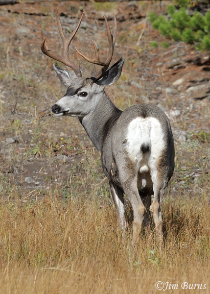Mule Deer buck, aka Blacktailed Deer--3639