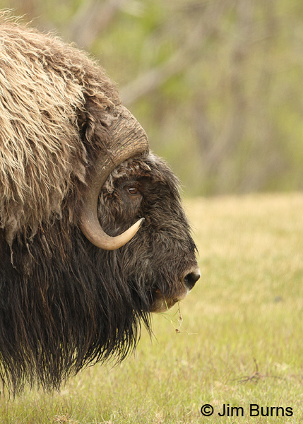 Musk Ox bull head shot