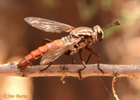 Mydas Fly (Stratiomydas lividus), Salt River, Arizona --9660