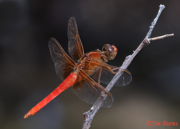 Neon Skimmer male, Maricopa Co., AZ, September 2024--3177