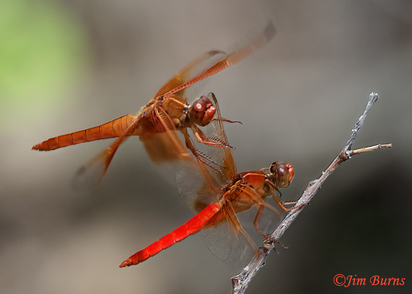 Neon Skimmer male vs. Flame Skimmer male (flying in on top, Maricopa Co., AZ, September 2024--3187