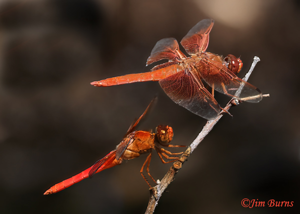 Skimmer Bros, Flame (top) and Neon Skimmer, Maricopa Co., AZ, September 2024--3236