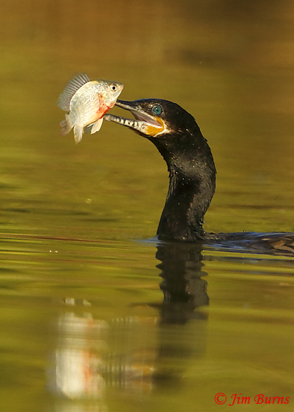 Neotropic Cormorant fish flipping sequence #4--9534