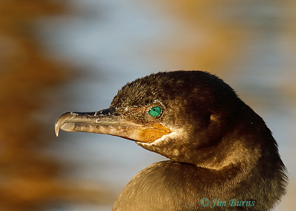 Neotropic Cormorant winter head shot #2--9643