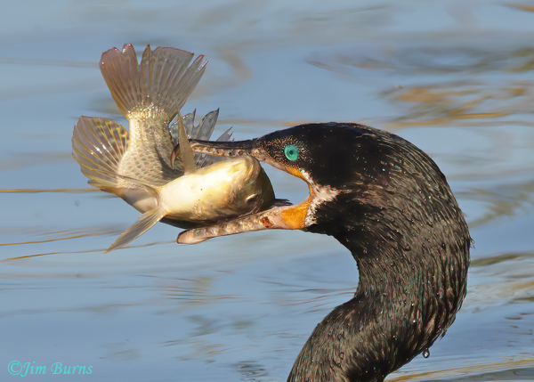 Neotropic Cormorant flipping catch #2 close-up--0921