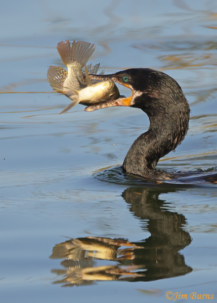 Neotropic Cormorant flipping catch #2--0921