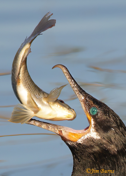 Neotropic Cormorant Neotropic Cormorant flipping catch 3 close up--0926