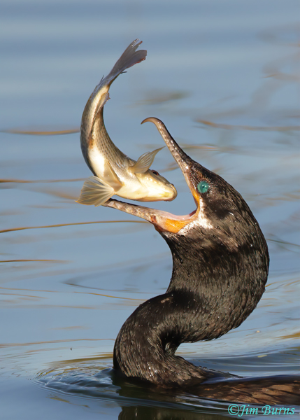 Neotropic Cormorant flipping catch #3--0926
