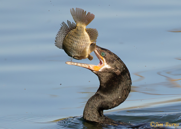 Neotropic Cormorant flipping catch--0939