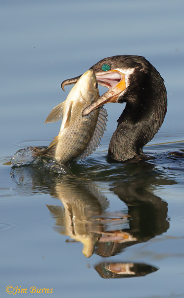 Neotropic Cormorant securing catch--0949