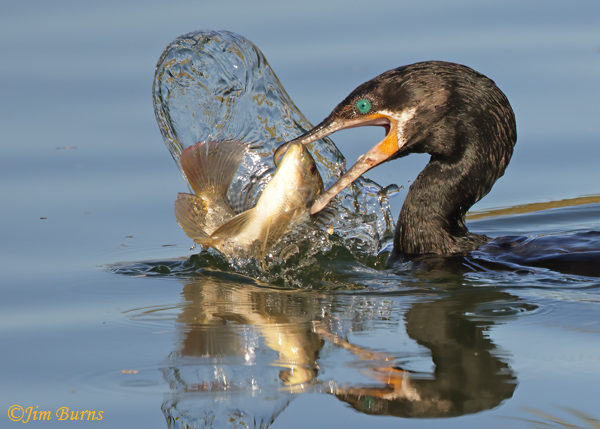 Neotropic Cormorant wrestling catch-0952