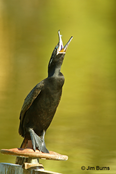 Neotropic Cormorant breeding plumage