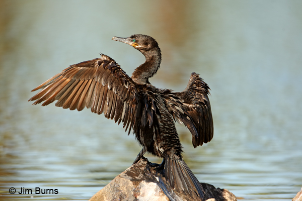Neotropic Cormorant dorsal view drying wings
