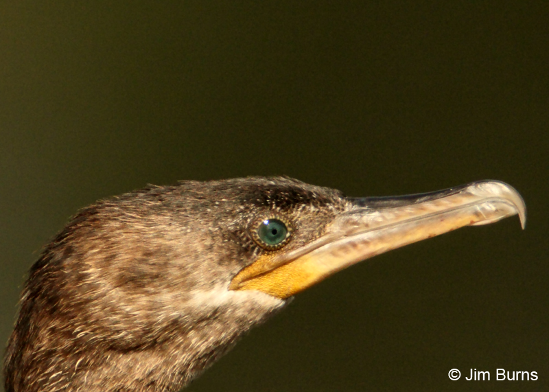 Neotropic Cormorant headshot, non-breeding