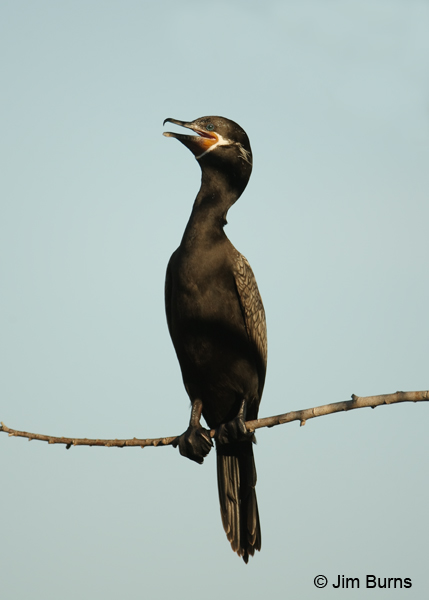 Neotropic Cormorant portrait