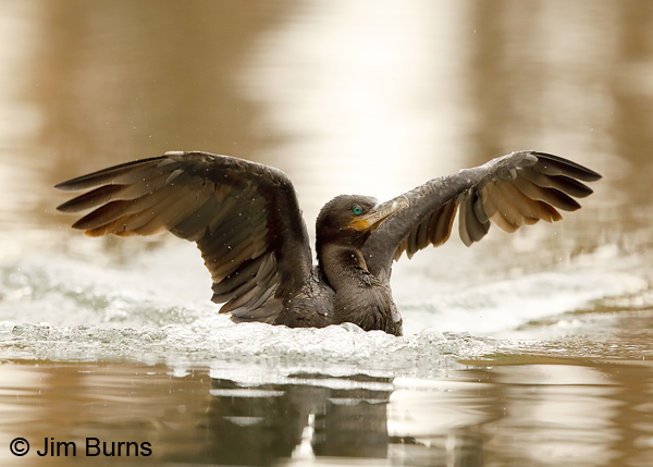 Neotropic Cormorant splashdown