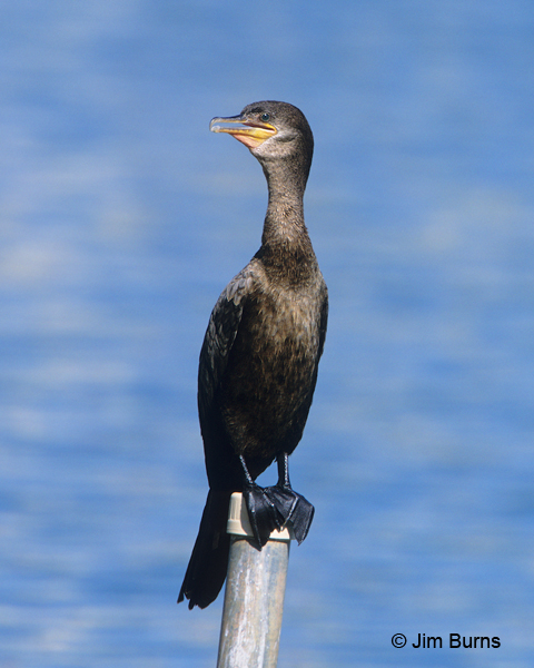 Neotropic Cormorant ventral
