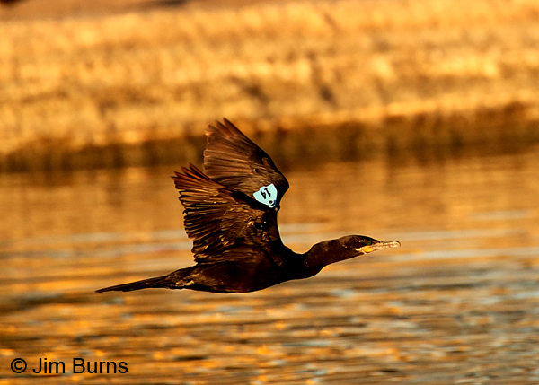 Neotropic Cormorant wing tag