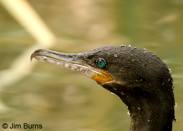 Neotropic Cormorant winter head shot