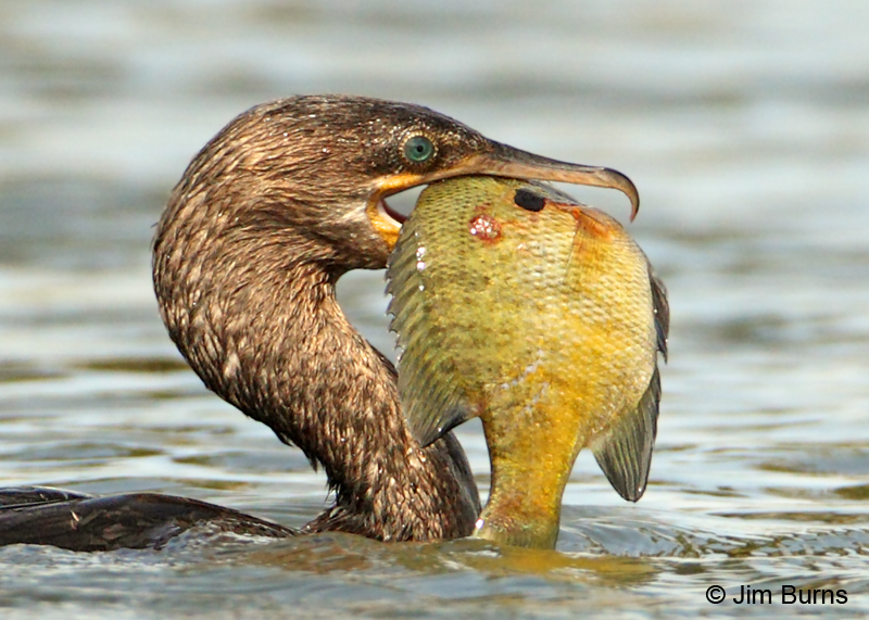 Neotropic Cormorant with Sunfish close-up