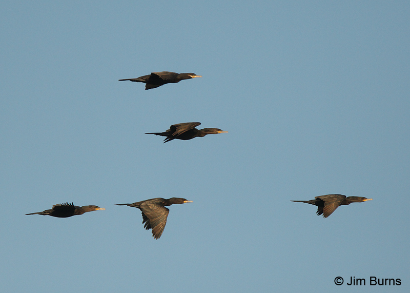 Neotropic Cormorants in flight