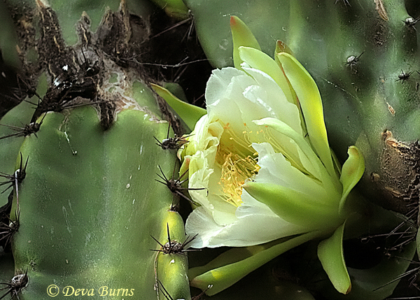 Night Blooming Cereus 2, Arizona--0001