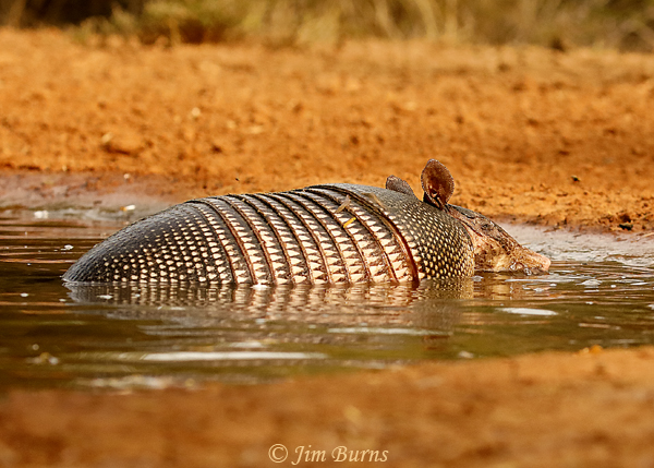 Nine-banded Armadillo cooling off at waterhole--9218