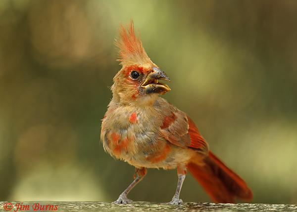 Northern Cardinal juvenile at waterhole--3660