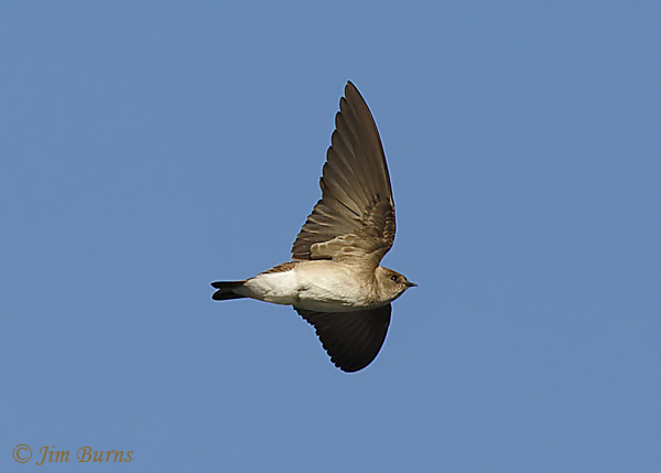 Northern Rough-winged Swallow upstroke--8466