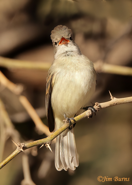 Northern Beardless-Tyrannulet--3532