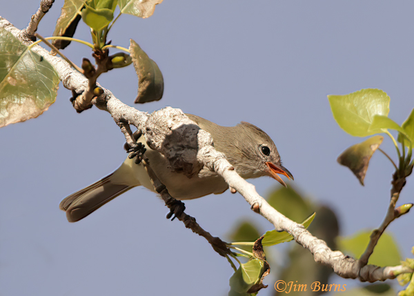 Northern Beardless-Tyrannulet calling in cottonwood--3402