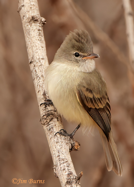 Northern Beardless-Tyrannulet--3532