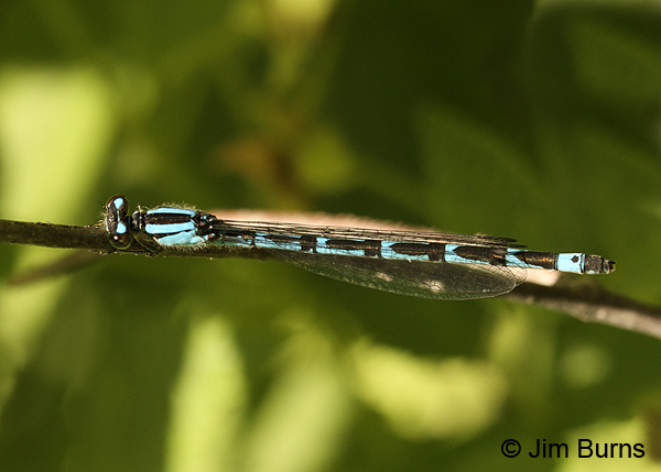 Northern Bluet female dorsal view, Rusk Co., WI, June 2014