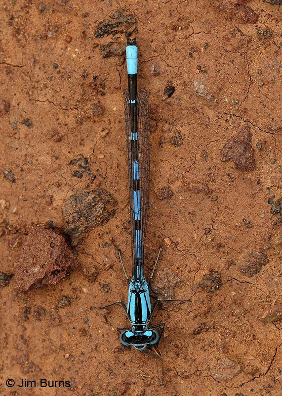 Northern Bluet male dorsal view, Coconino Co., AZ, September 2011