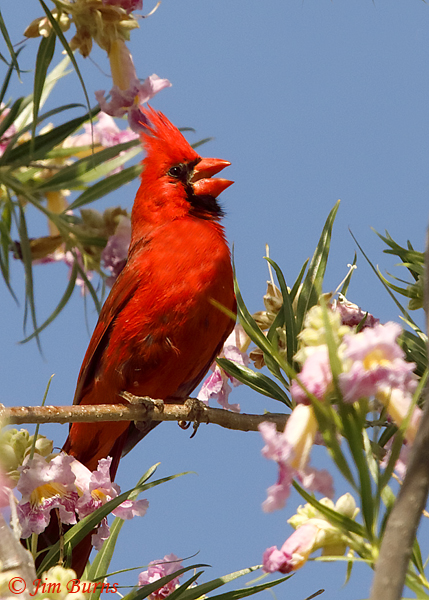 Northern Cardinal male singing in Desert Willow--1828