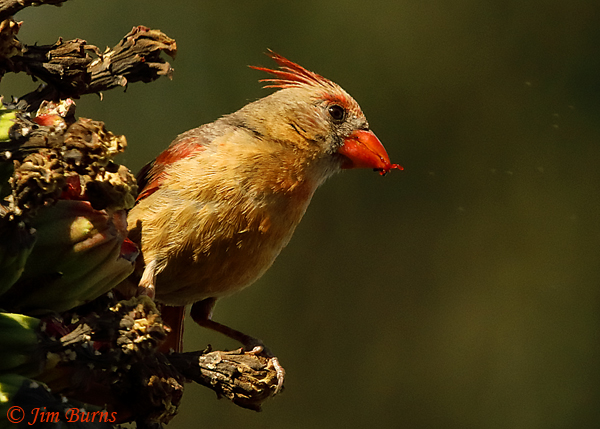 Northern Cardinal juvenile male on Saguaro fruit--4199