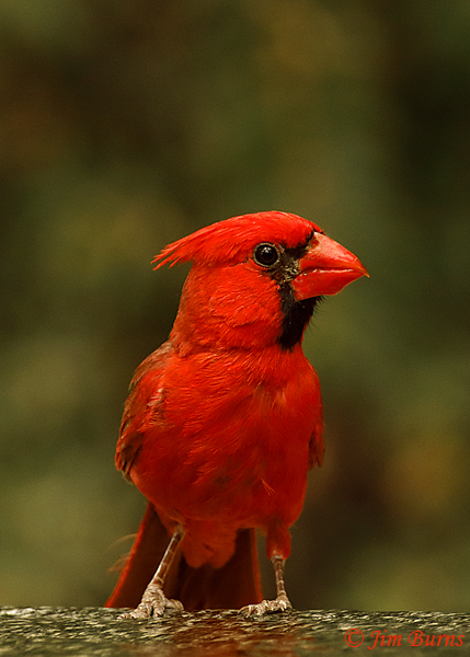 Northern Cardinal male bathing--4375