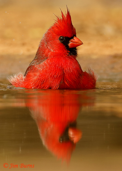 Northern Cardinal male bathing sequence #1--8511