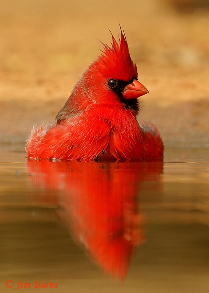 Northern Cardinal male bathing sequence #2--8513