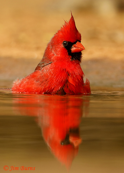 Northern Cardinal male bathing sequence #3--8514
