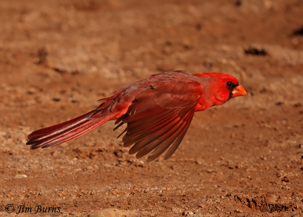 Northern Cardinal male flight #2--0328