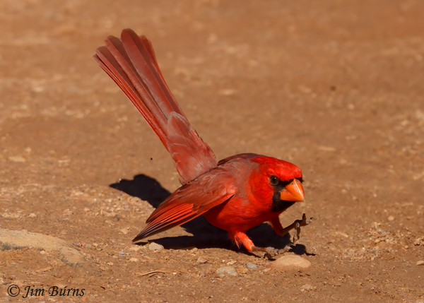 Northern Cardinal male displaying in front of female--0379