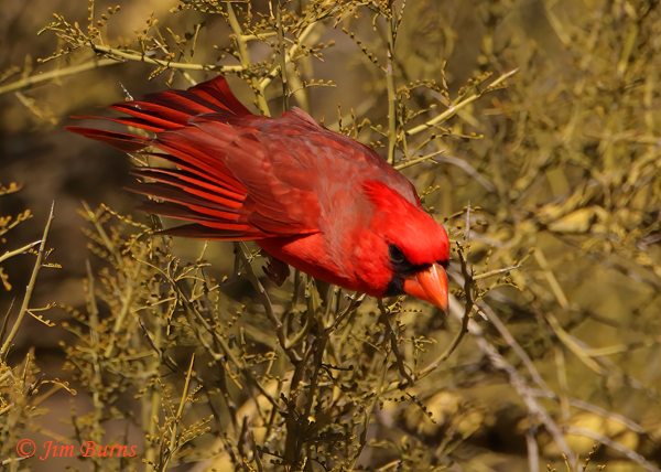 Northern Cardinal male flight #5--0422