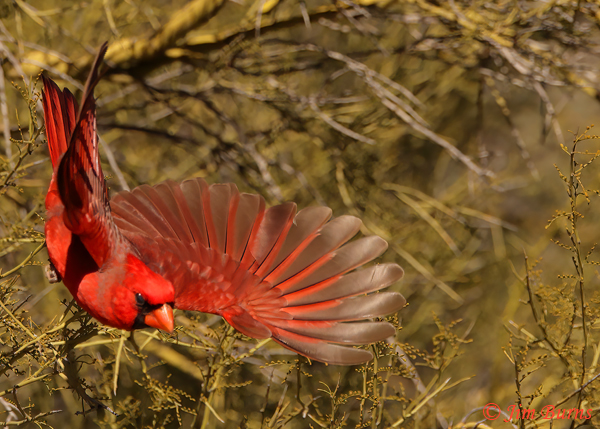 Northern Cardinal male flight #6--0424