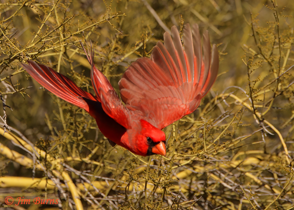 Northern Cardinal male flight #1--0425