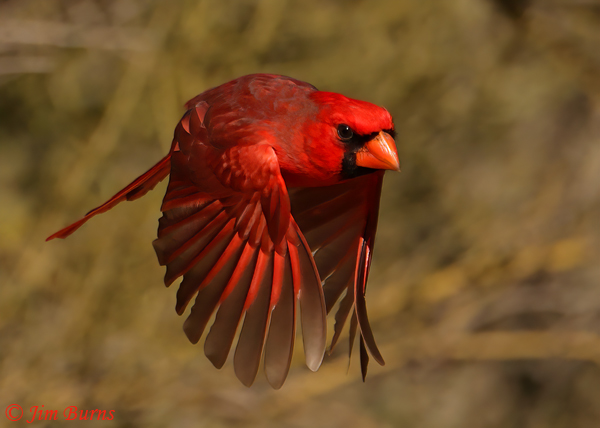 Northern Cardinal male flight #3--0430