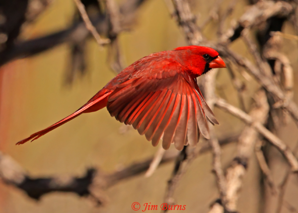Northern Cardinal male flight #4--0464