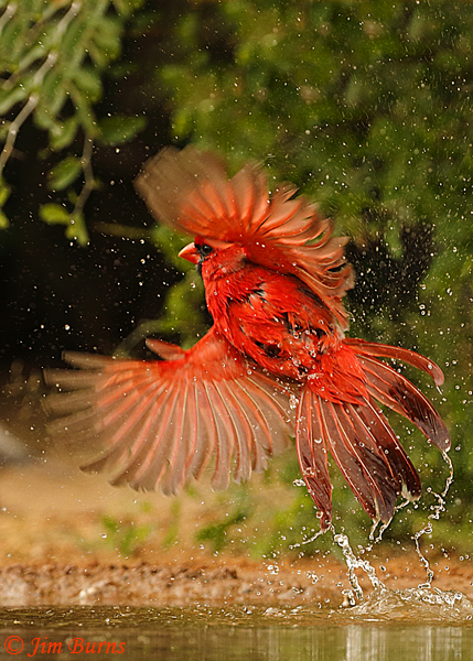 Northern Cardinal leaving waterhole--0593